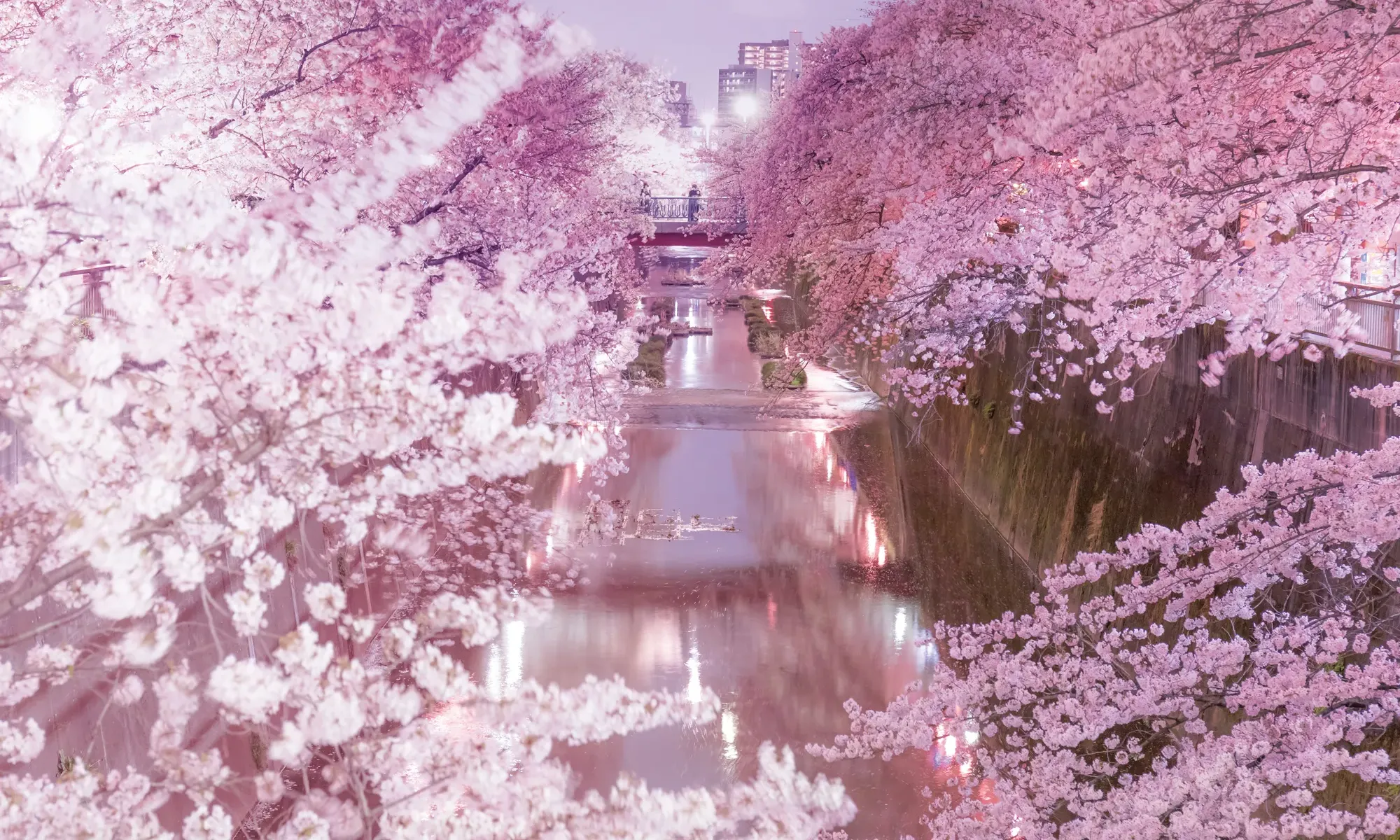SAKURA AXIS NAKAITABASHI